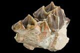 Fossil Running Rhino (Hyracodon) Jaw Section - South Dakota #140959-1